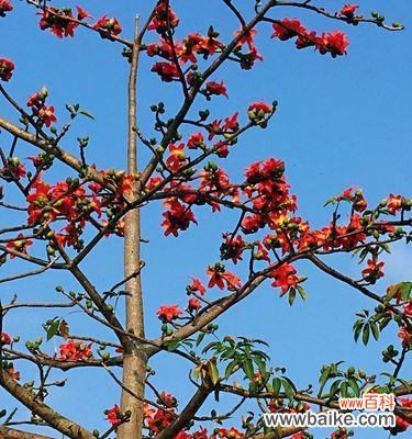 广州市花木棉花的花语是什么？木棉花寓意有哪些含义？