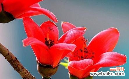 广州市花木棉花的花语是什么？木棉花寓意有哪些含义？