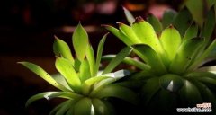 观音莲花语象征与寓意是什么？如何理解其深层含义？