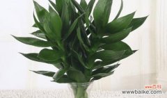 观音竹花语象征与寓意是什么？如何正确理解？