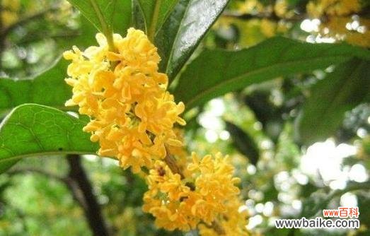 桂花的寓意和象征风水是什么？如何在家居风水中运用？