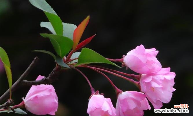 海棠花的风水意义是什么？如何在家居中应用？