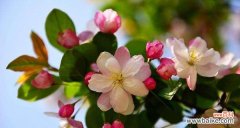 海棠花代表什么花语？如何解读其深层含义？