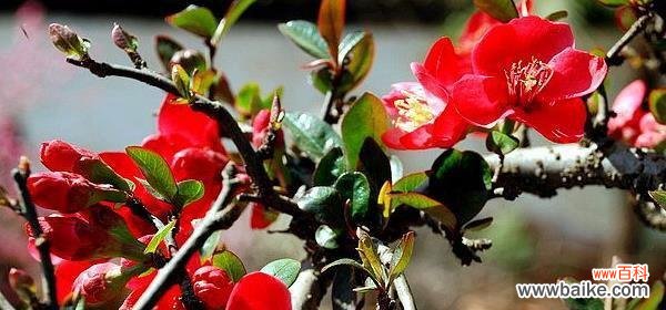 海棠花的花语是什么?它代表了哪些意义?