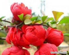 海棠花的花语是什么？它代表了哪些意义？