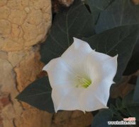 曼陀罗常见病虫害防治