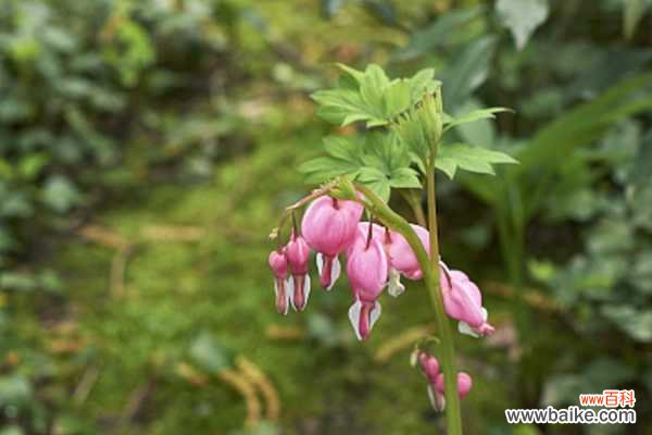 荷包牡丹的病虫害防治