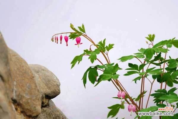 荷包牡丹的病虫害防治