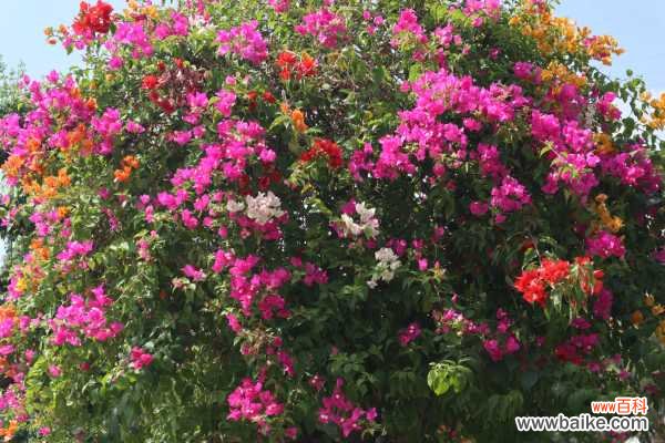 三角梅常见病虫害及防治办法