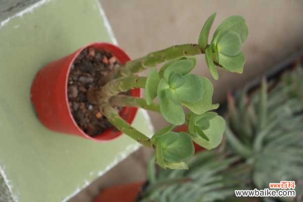 金钱木掉叶子怎么办