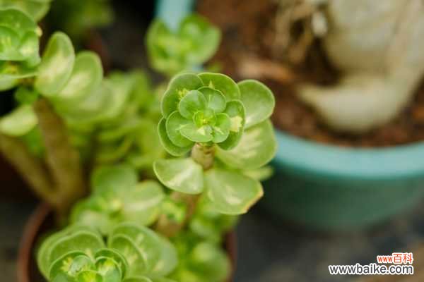 金钱木掉叶子怎么办