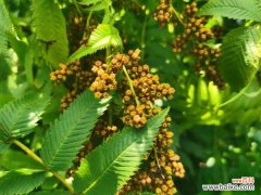 珍珠梅掉叶子怎么办