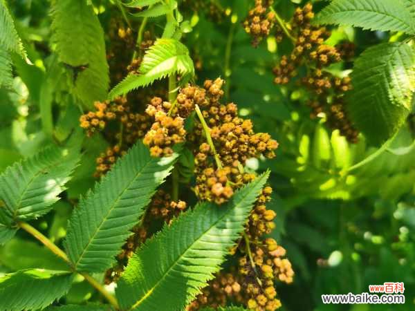 珍珠梅掉叶子怎么办