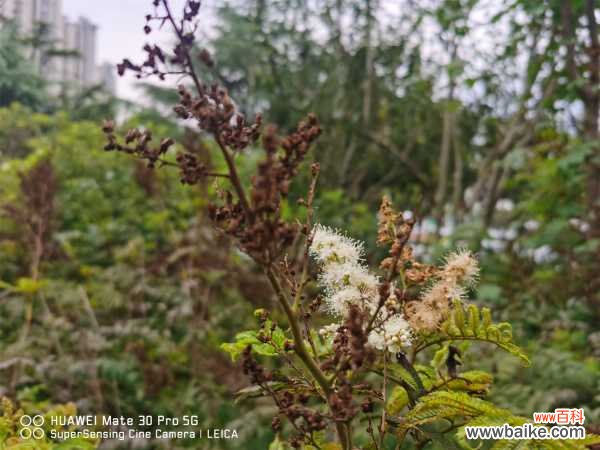 珍珠梅掉叶子怎么办