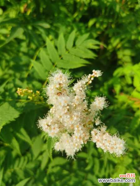 珍珠梅掉叶子怎么办