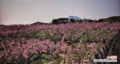 桃花的病害防治