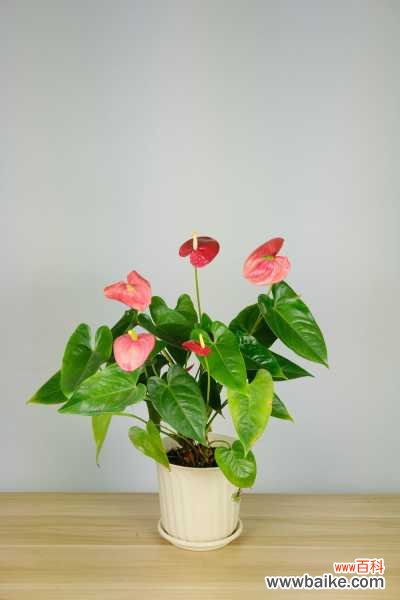 红掌病害及防治办法