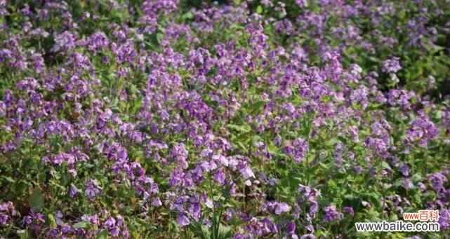 诸葛菜花语的含义及其在传统文化中的重要性 揭秘诸葛菜花语，传达情感的小花朵