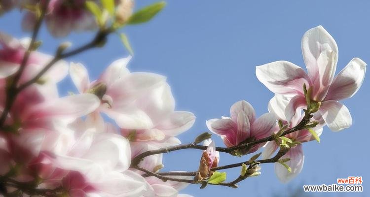 探寻木兰花所代表的意义与象征 木兰花的花语与寓意