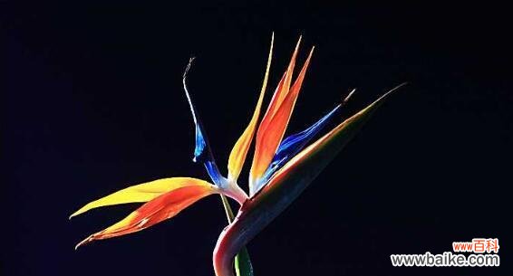 传递永恒爱情与纯洁友谊的花朵 鹤望兰——高贵典雅的花语