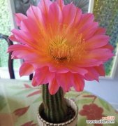 揭开仙人掌开花的奥秘 仙人掌开花的意义