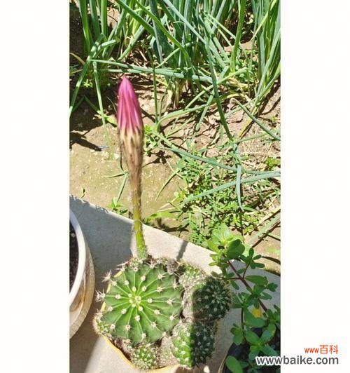 揭开仙人掌开花的奥秘 仙人掌开花的意义