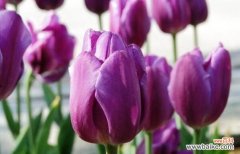 从爱情到祝福，它的神秘花语告诉了什么 紫色郁金香的花语意义