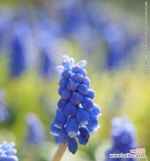 传达出爱、思念和纯洁的情感 解读蓝色风信子的花语