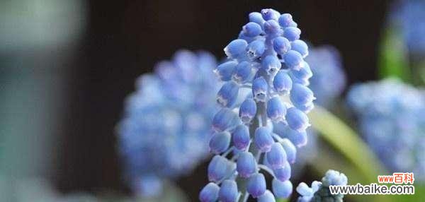 传达出爱、思念和纯洁的情感 解读蓝色风信子的花语