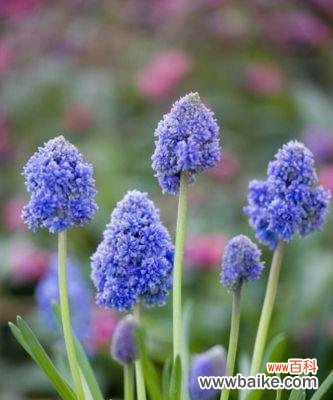 传达出爱、思念和纯洁的情感 解读蓝色风信子的花语