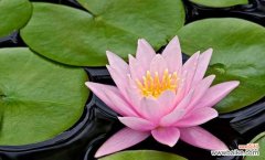 揭开睡莲花的神秘面纱 睡莲花语