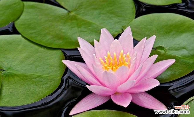 揭开睡莲花的神秘面纱 睡莲花语