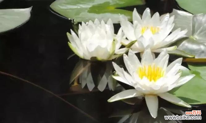 揭开睡莲花的神秘面纱 睡莲花语