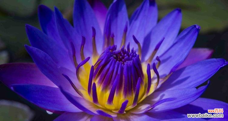 揭开睡莲花的神秘面纱 睡莲花语