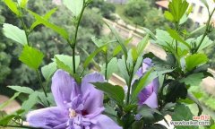 木槿花的含义与象征意义 木槿花花语解析