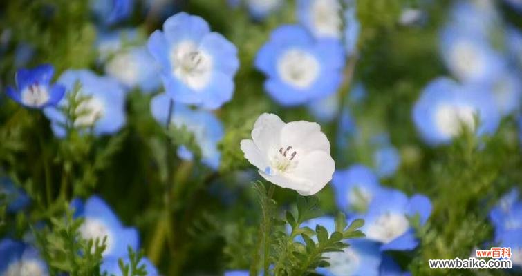 缤纷色彩中展现的生命力 粉蝶花的文化意义与花语
