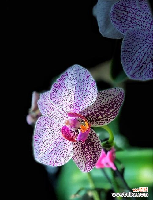 探寻蝴蝶兰的深层内涵和文化含义 蝴蝶兰花语与寓意
