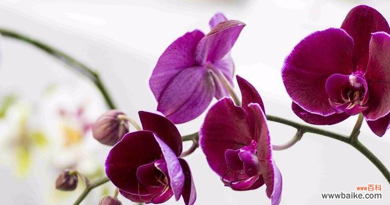 探寻蝴蝶兰的深层内涵和文化含义 蝴蝶兰花语与寓意