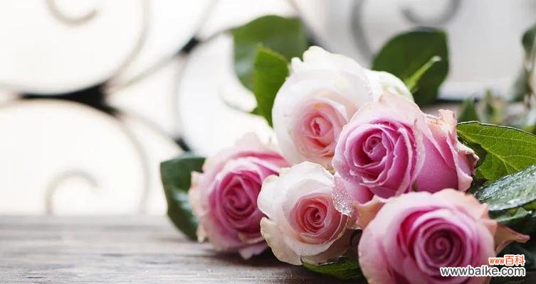 探寻玫瑰花的深意，传递真挚情感 粉玫瑰的花语和寓意