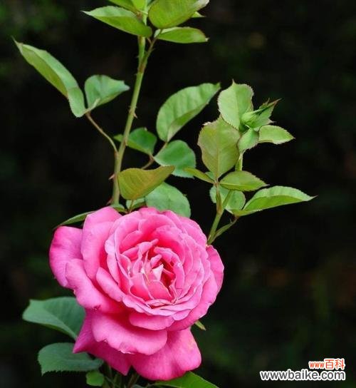 探寻两种花卉的寓意与象征 月季与菊花的花语