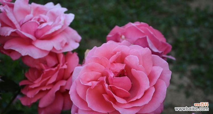 探寻两种花卉的寓意与象征 月季与菊花的花语