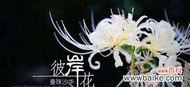 一朵花的轮回,传递着情感的力量 解读彼岸花的花语