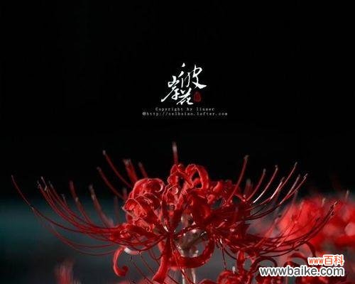 一朵花的轮回,传递着情感的力量 解读彼岸花的花语