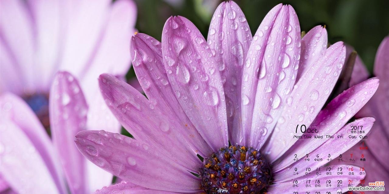 紫色雏菊的美丽花语及其象征意义 紫色雏菊的花语——寓意祝福与希望