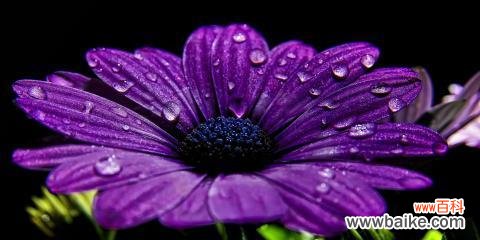 紫色雏菊的美丽花语及其象征意义 紫色雏菊的花语——寓意祝福与希望