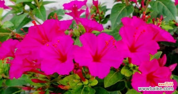 紫茉莉 紫茉莉花语的含义与传承