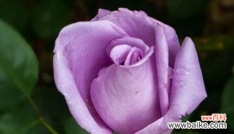 探索紫色花朵背后的世界 紫色花语