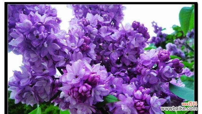 紫色丁香花的象征意义及文化内涵 紫色丁香花语——寄托思念与温馨