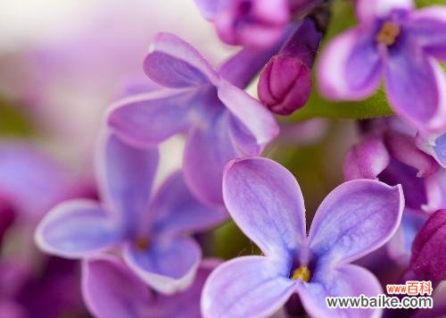 紫色丁香花的象征意义及文化内涵 紫色丁香花语——寄托思念与温馨