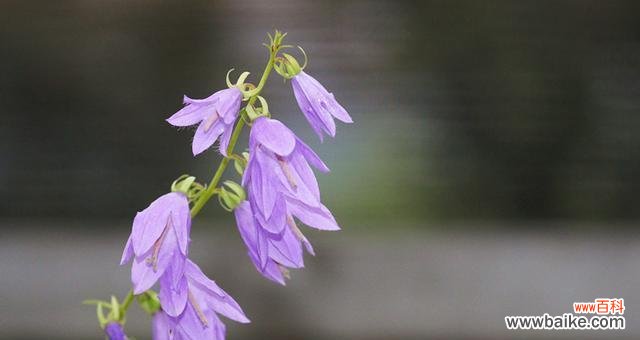 探寻紫色风铃草的奥秘 紫色风铃草的花语及意义